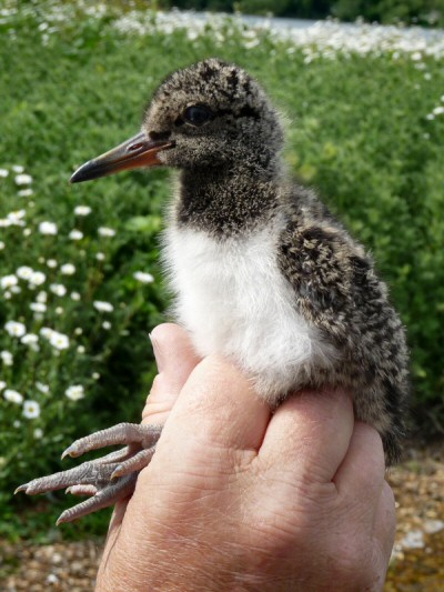 Oystercatcher