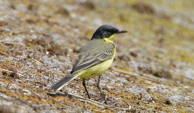 QMR Grey-headed Wagtail 30 May 2009