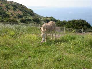 Donkey on the road to Bosa