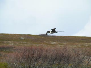 Long-tailed Skua