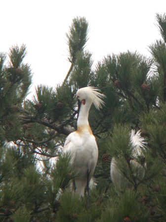 Spoonbill