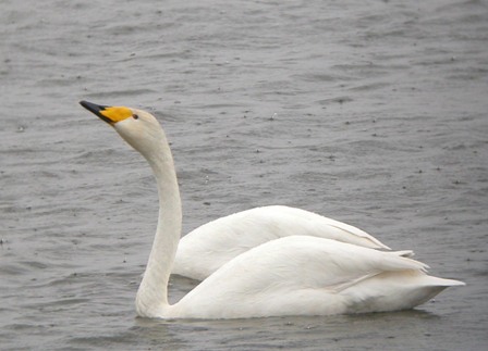 Whooper Swan